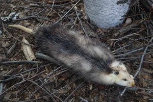 Reserved for Zia - Opossum Wall Hanger