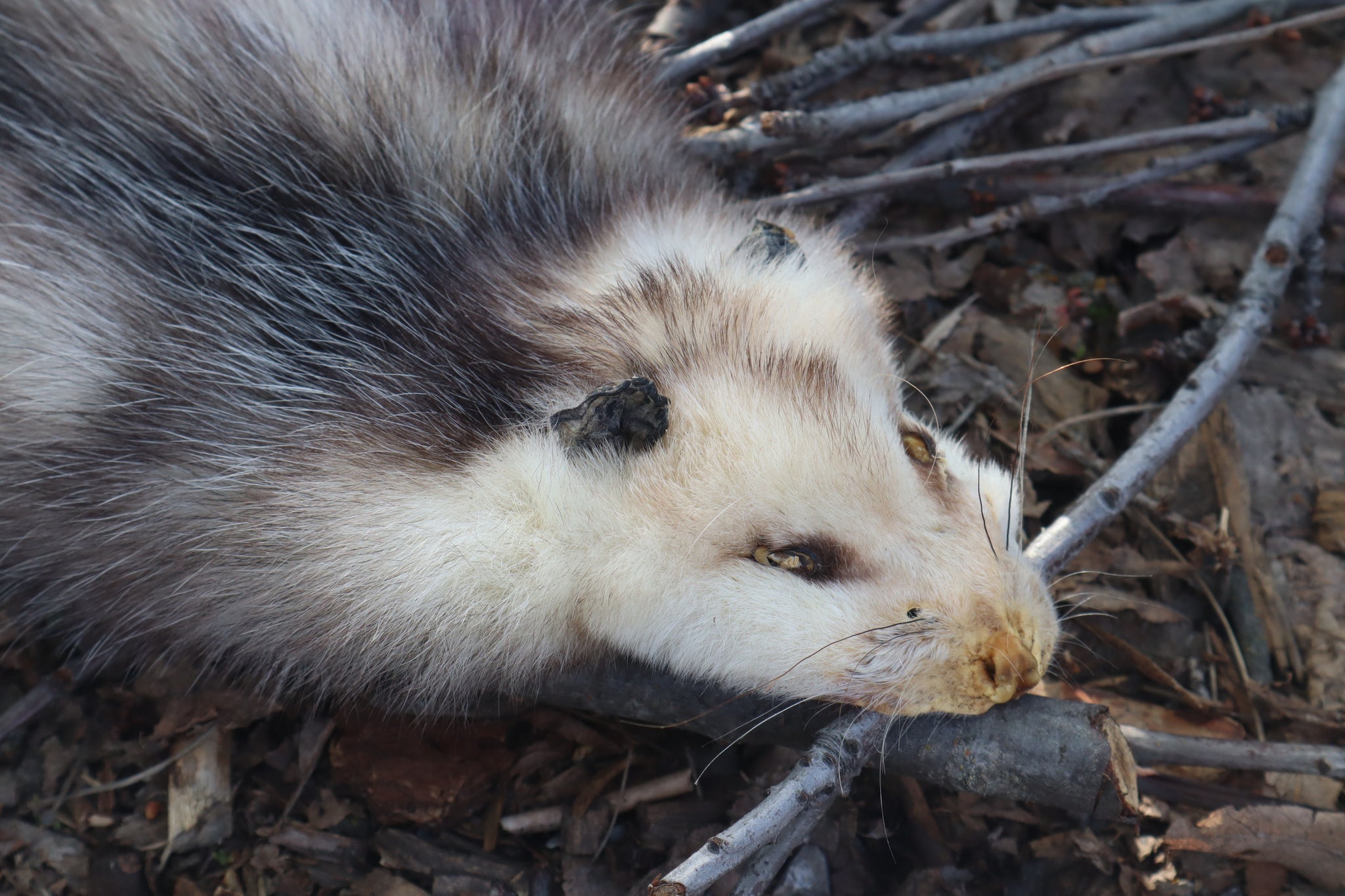 Reserved for Zia - Opossum Wall Hanger