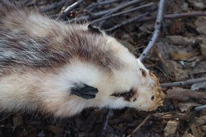 Opossum Wall Hanger