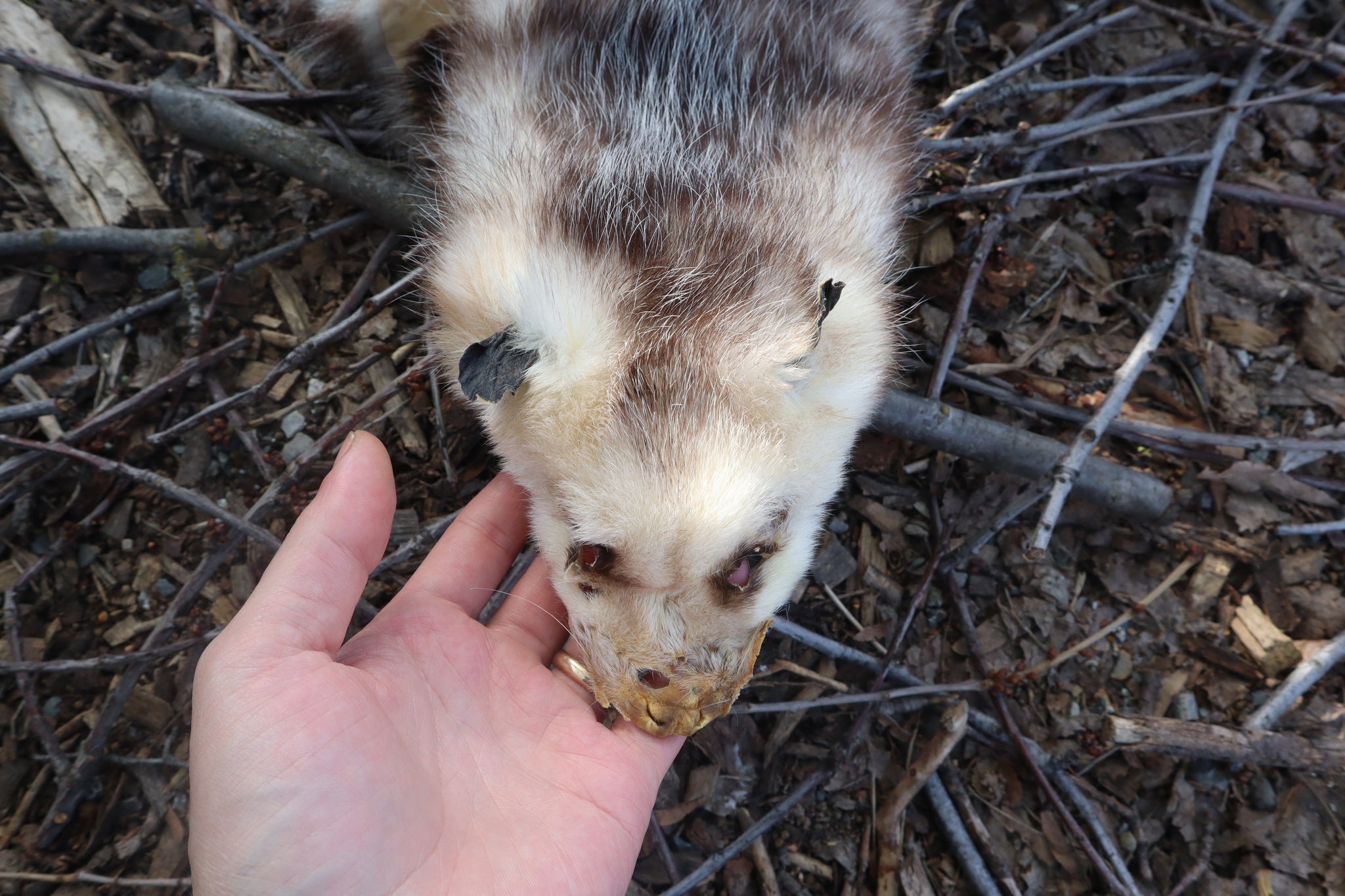 Opossum Wall Hanger