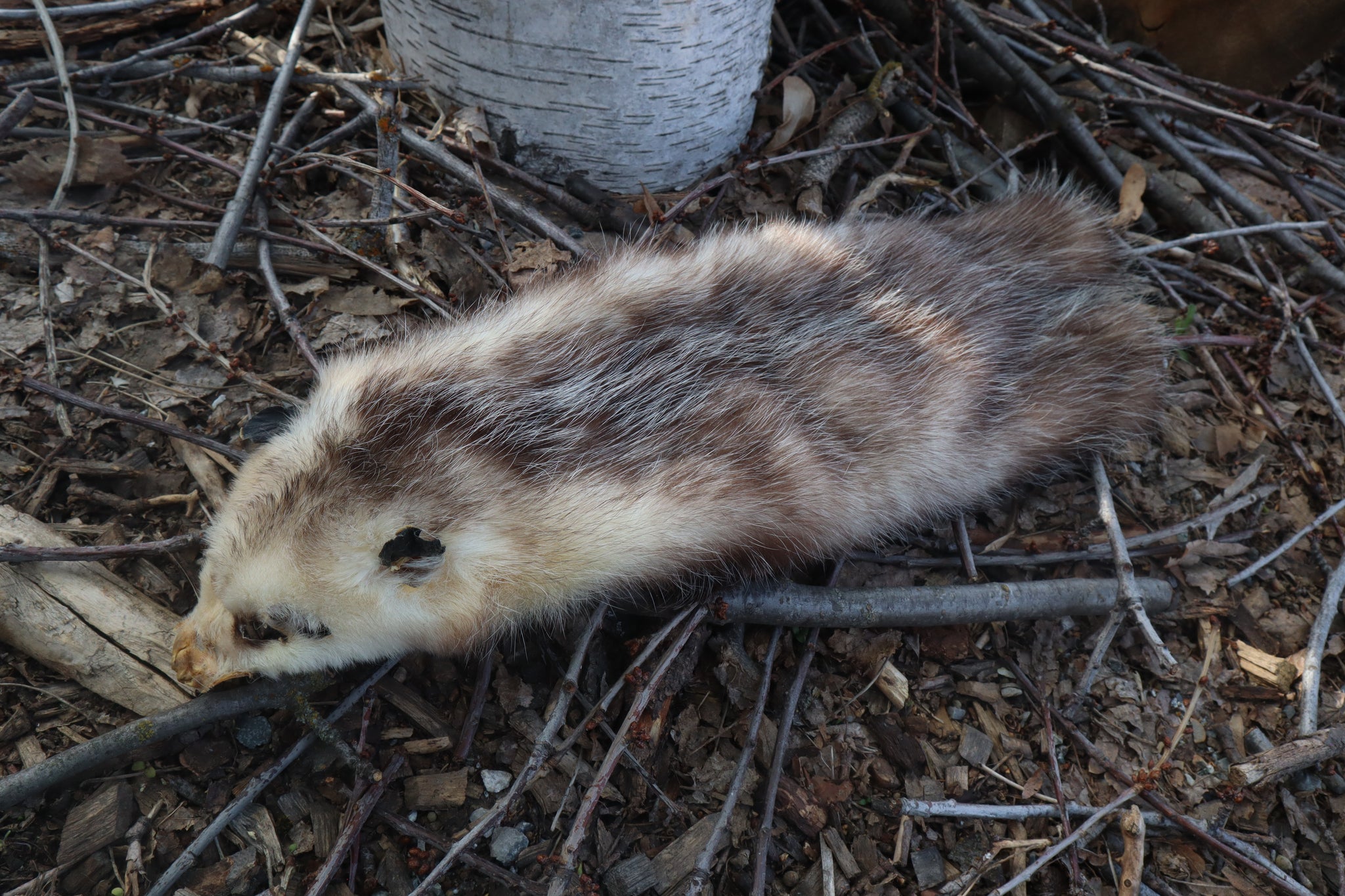 Opossum Wall Hanger