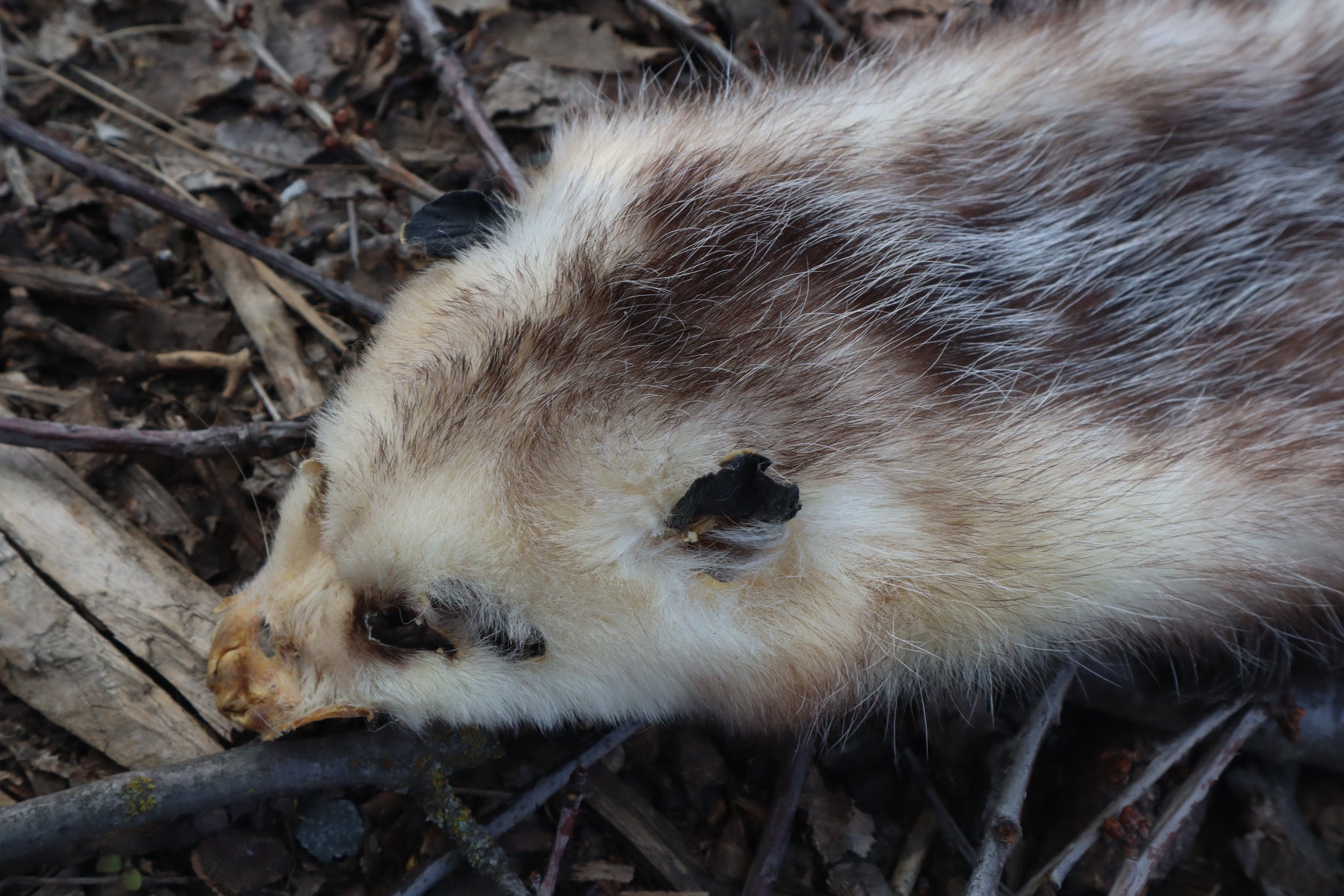 Opossum Wall Hanger