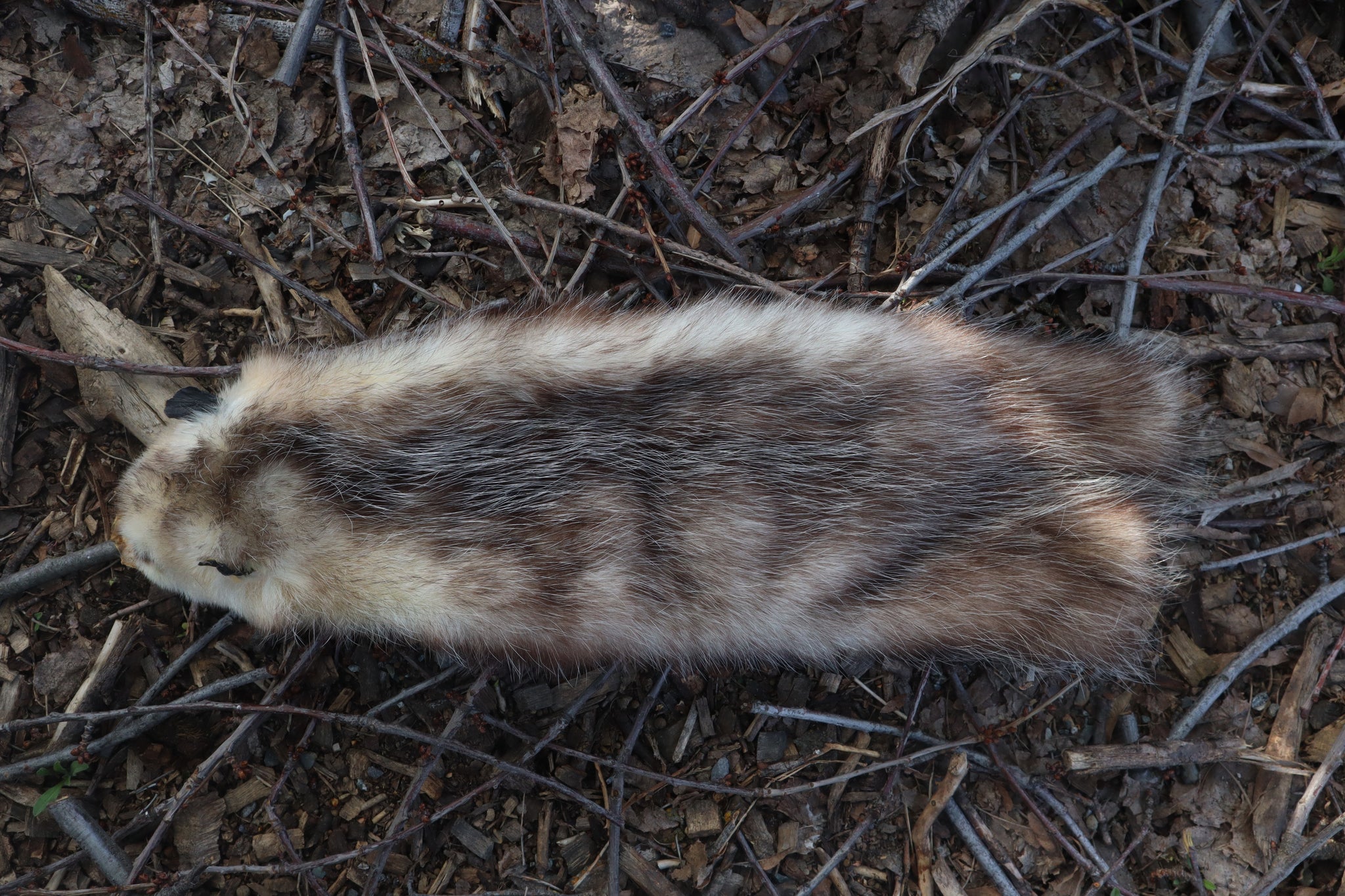 Opossum Wall Hanger