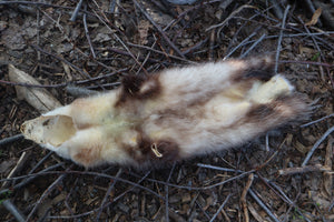 Opossum Wall Hanger