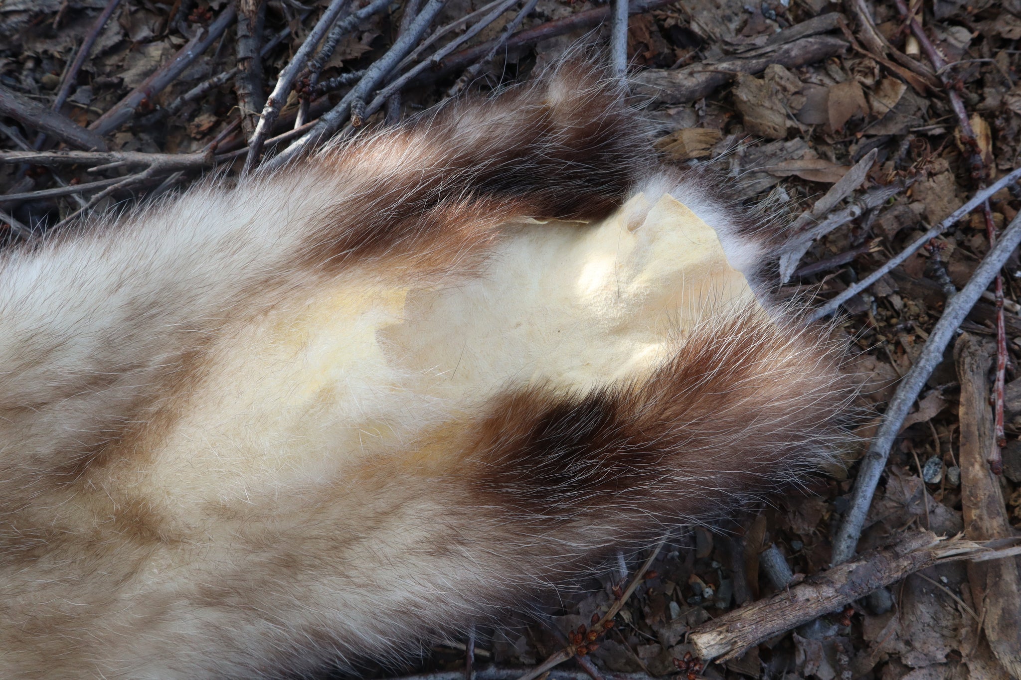 Opossum Wall Hanger