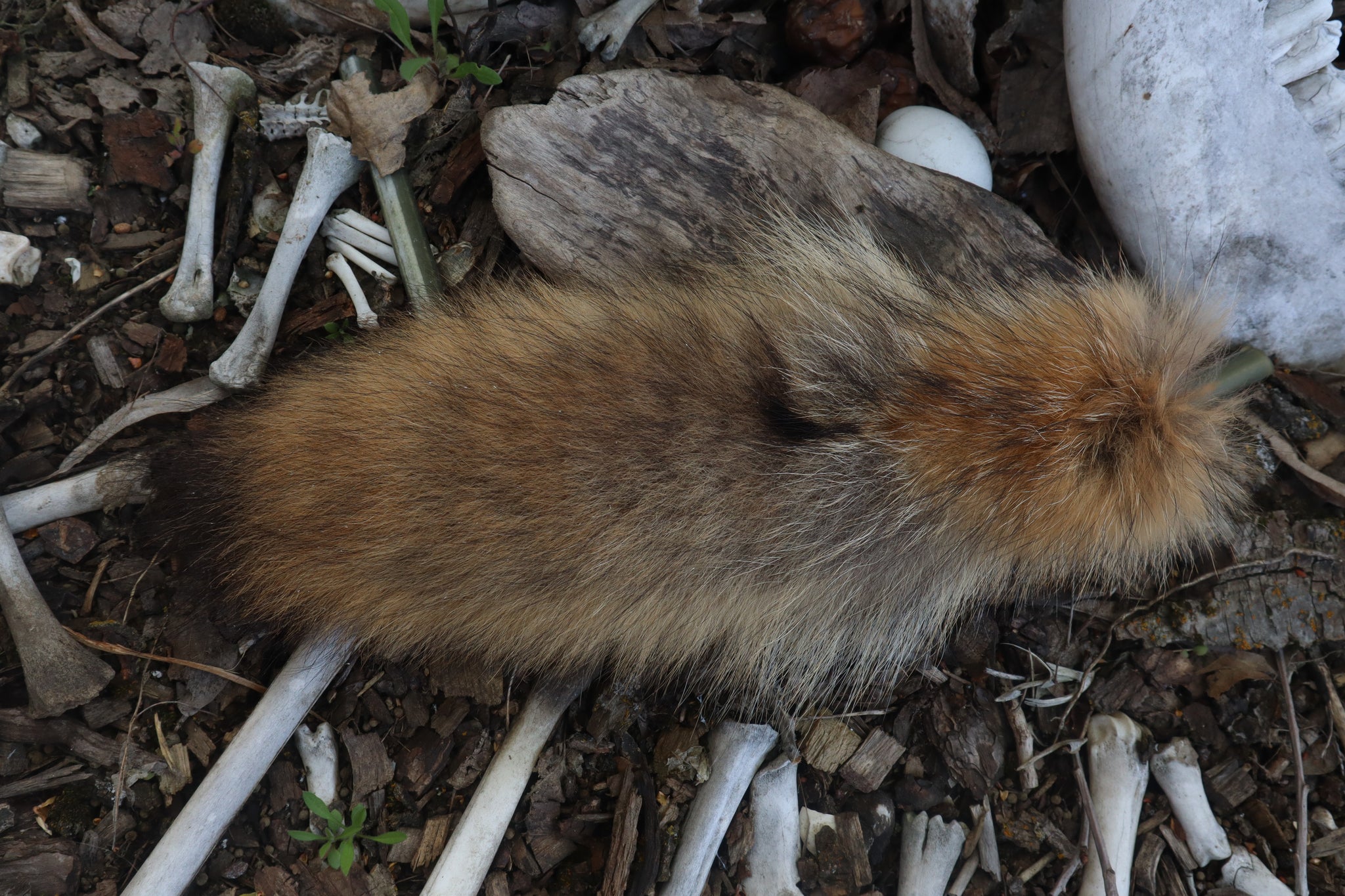 Coyote Tail