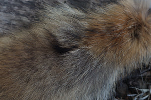 Coyote Tail