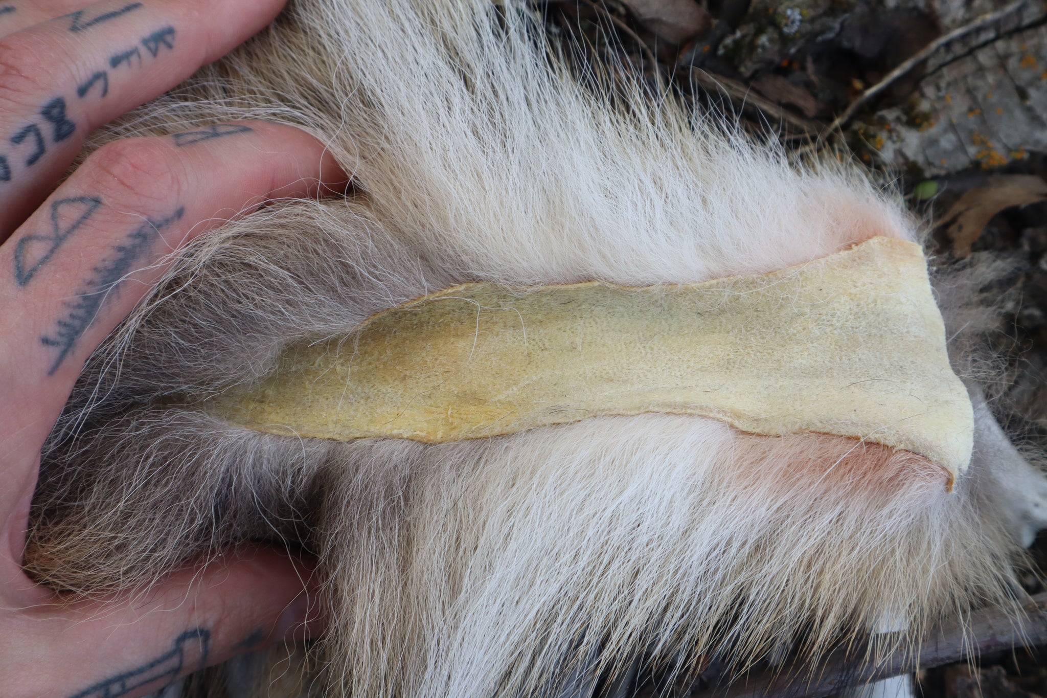 Coyote Tail