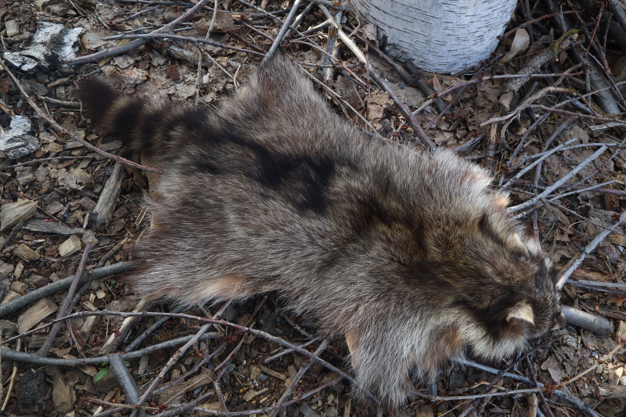 Raccoon Pelt