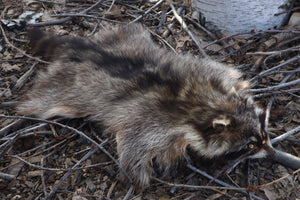 Raccoon Pelt