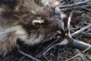 Raccoon Pelt