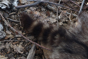 Raccoon Pelt