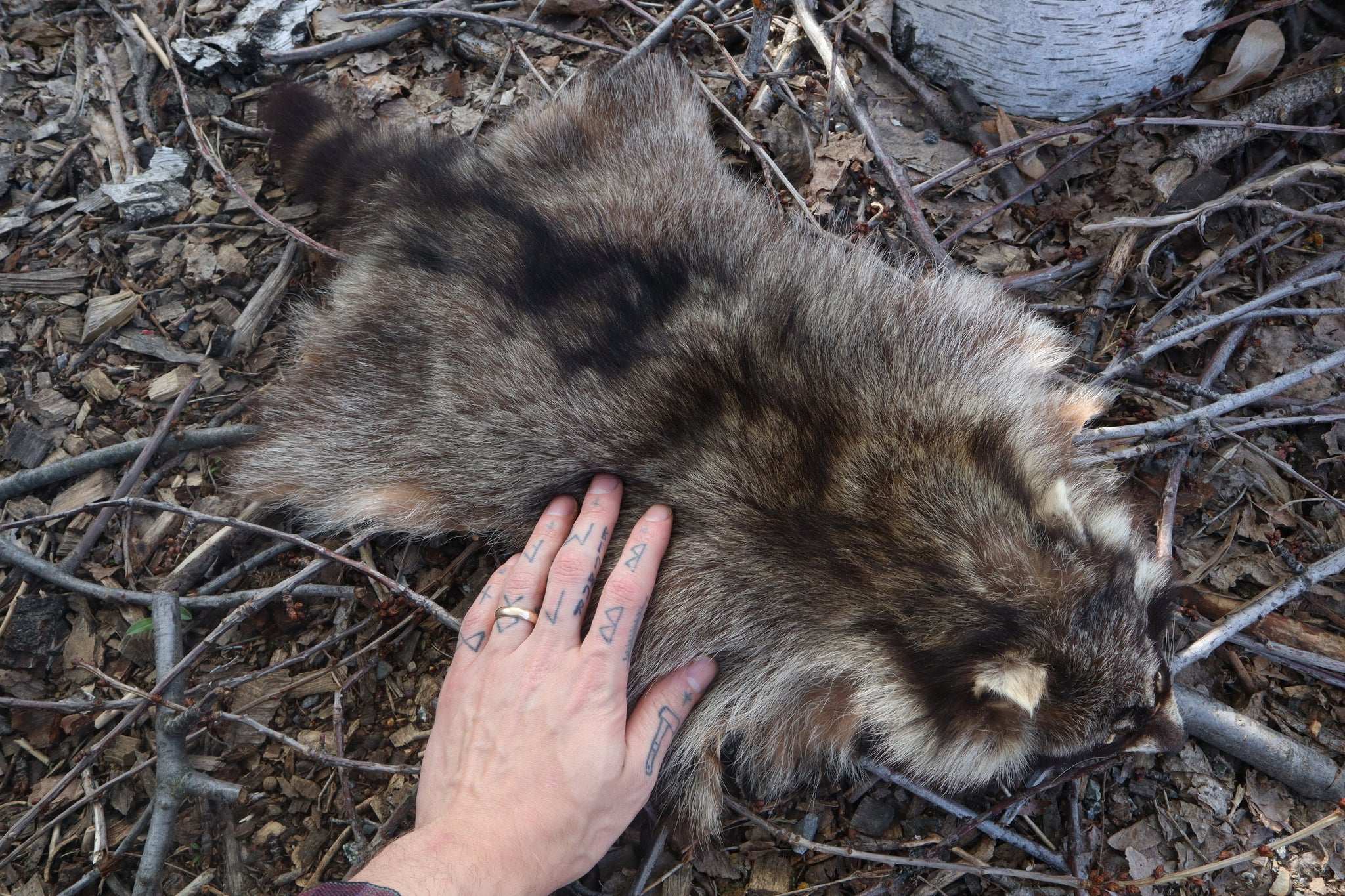 Raccoon Pelt