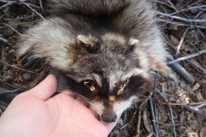 Raccoon Pelt