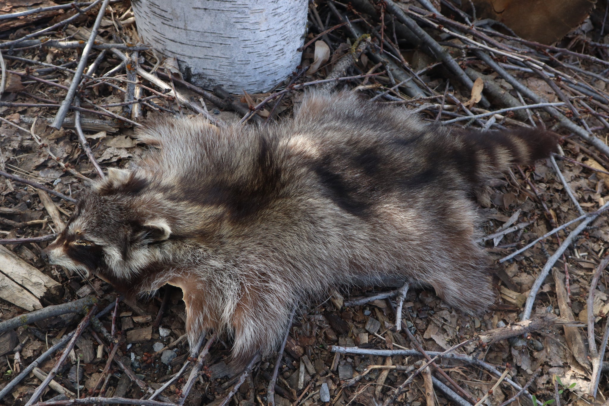 Raccoon Pelt