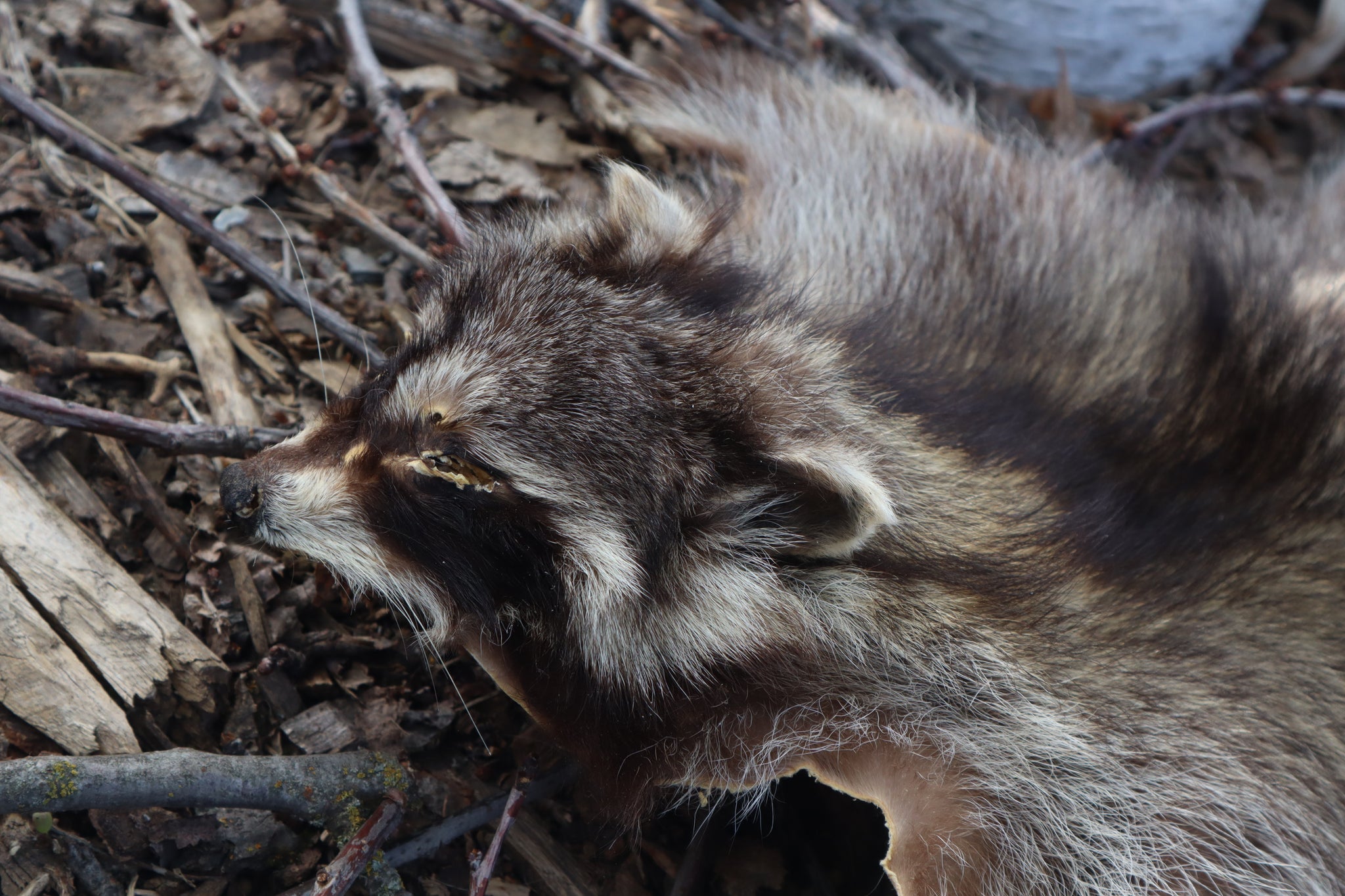 Raccoon Pelt