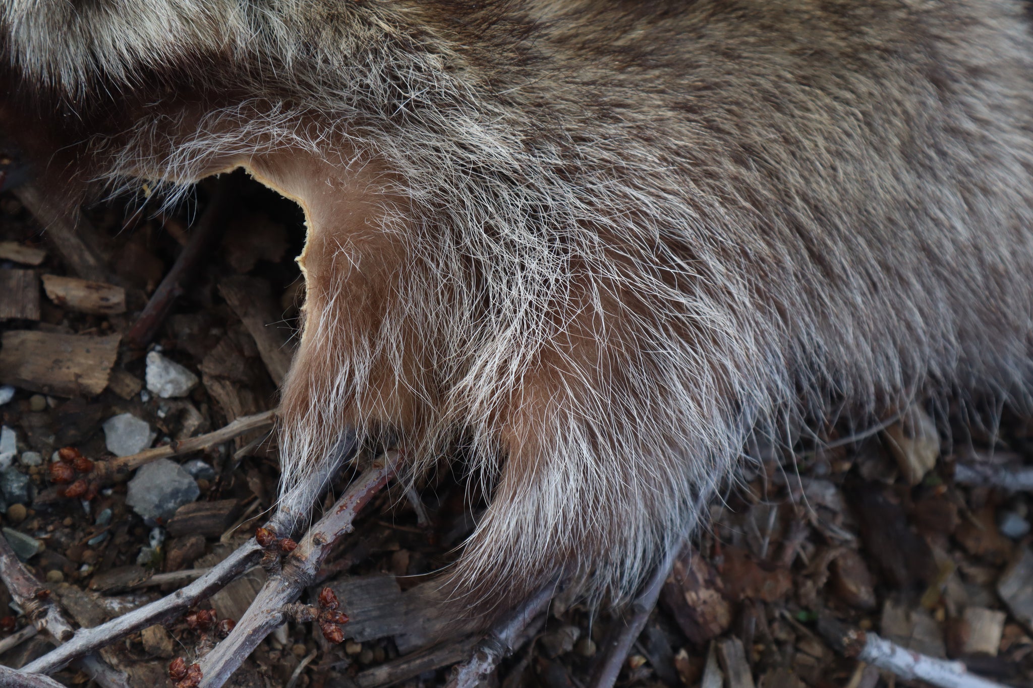 Raccoon Pelt