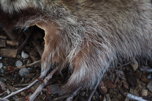 Raccoon Pelt