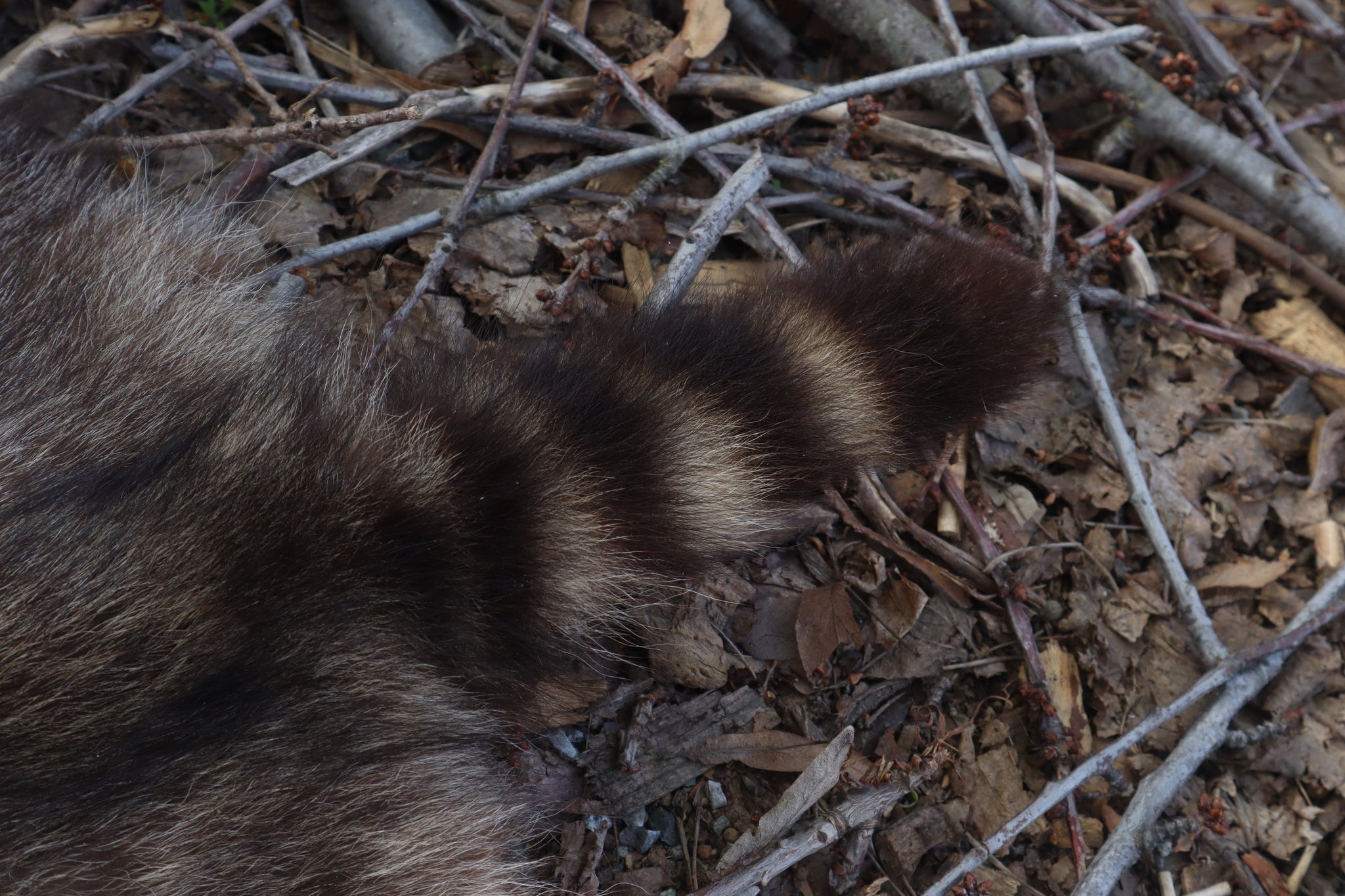 Raccoon Pelt