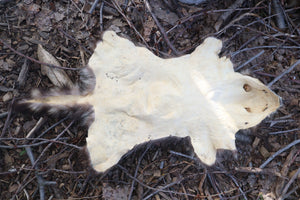 Raccoon Pelt