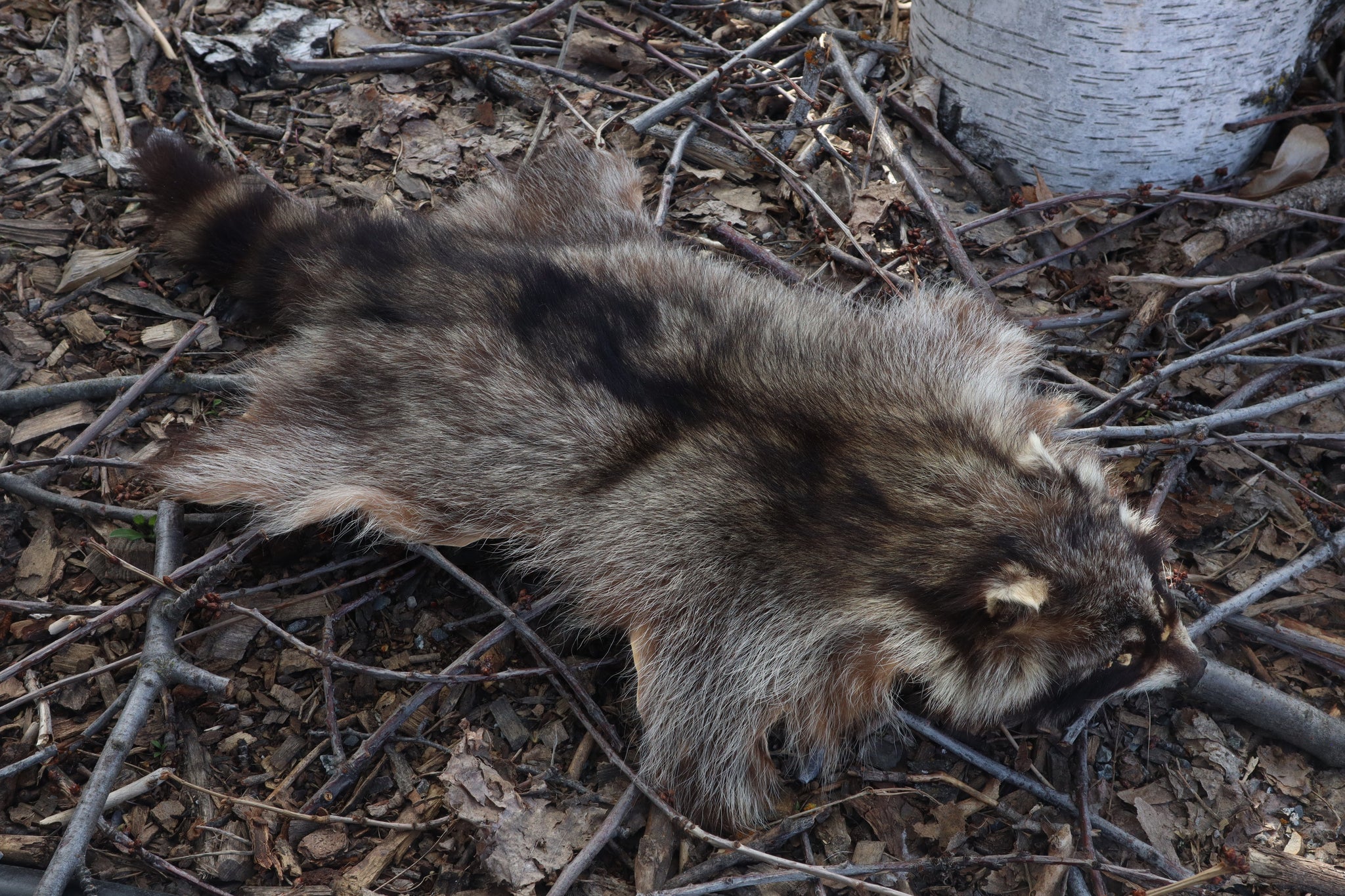 Raccoon Pelt