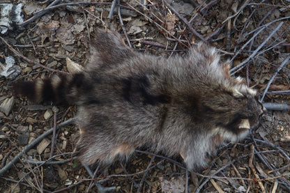 Raccoon Pelt