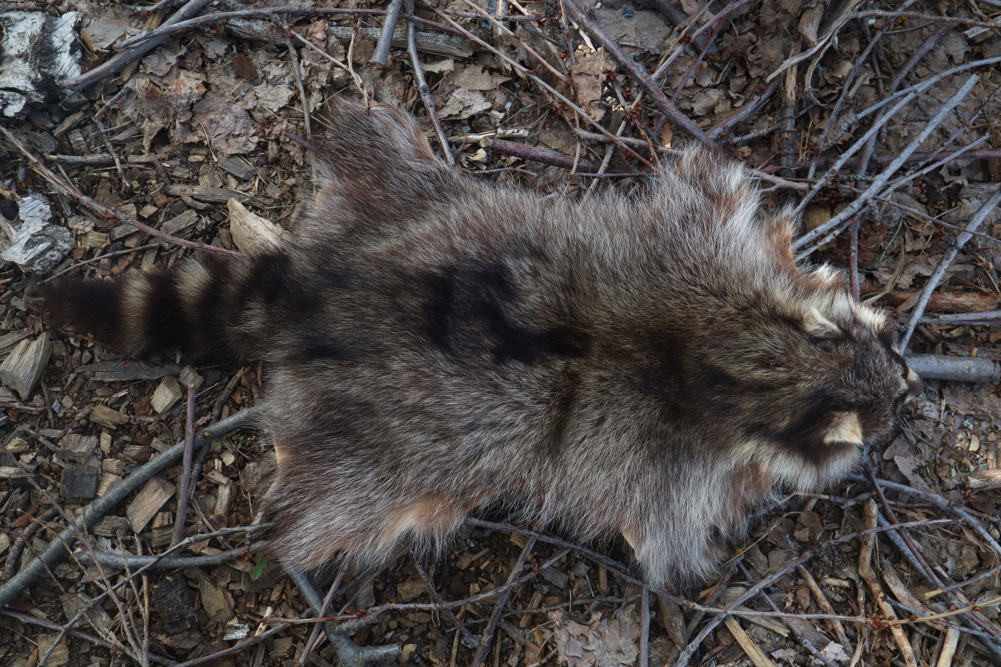 Raccoon Pelt