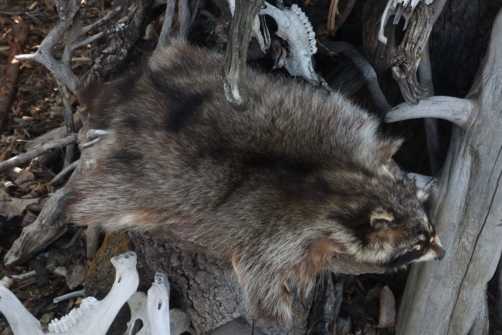 Raccoon Pelt