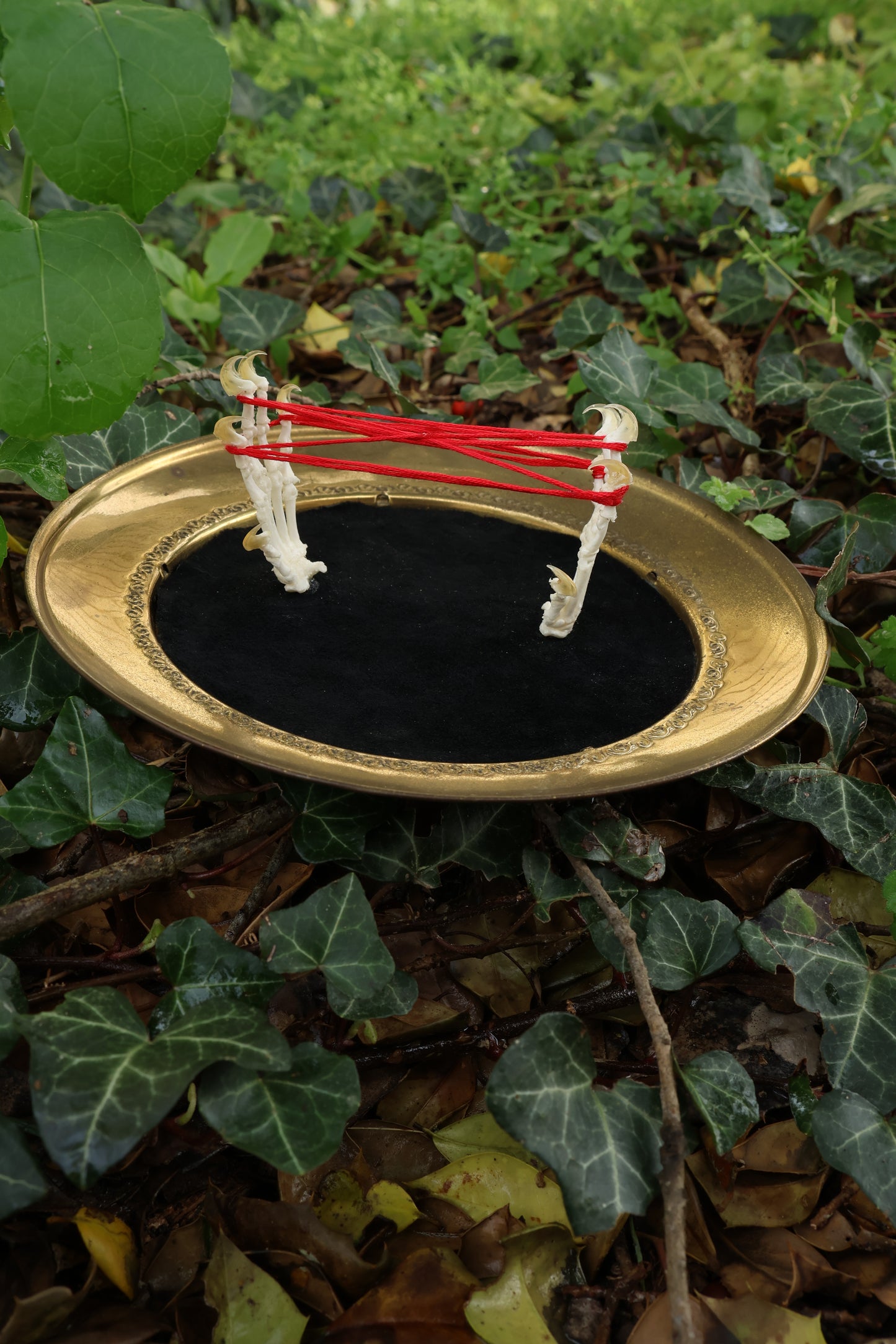 Kitten's Cradle