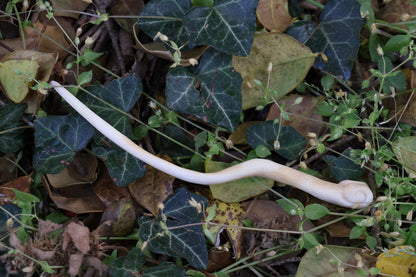 Reserved for Hannah - Antler Poker Tool