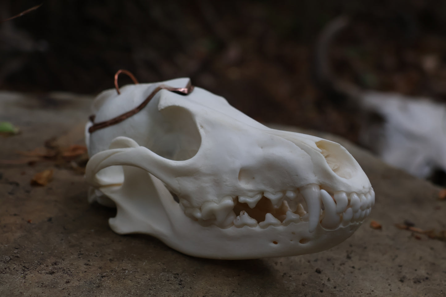 Copper Coyote Skull Offering Bowl