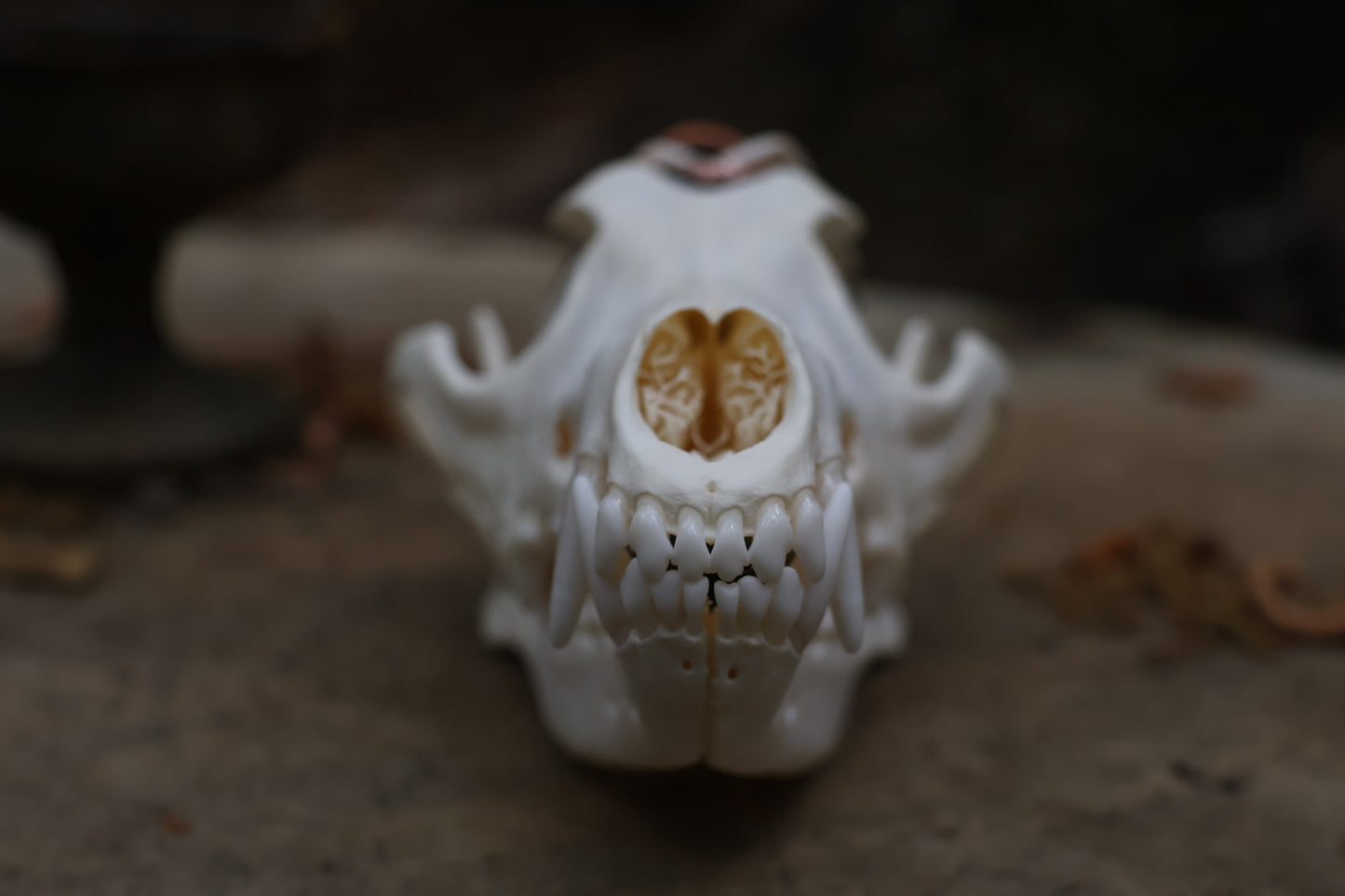 Copper Coyote Skull Offering Bowl