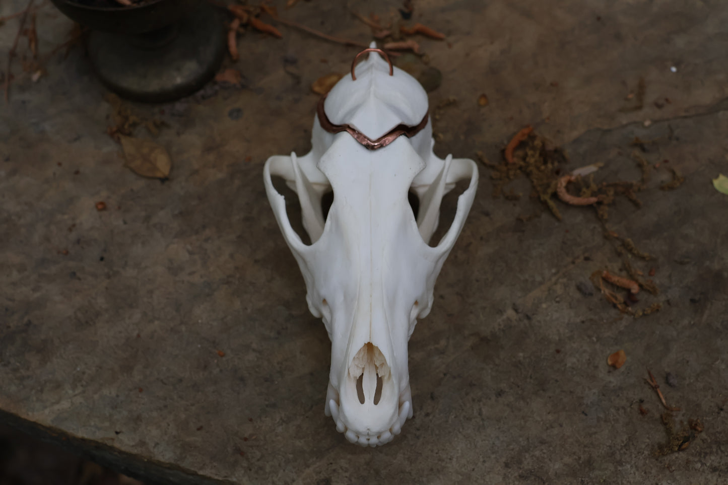 Copper Coyote Skull Offering Bowl