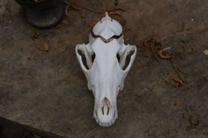Copper Coyote Skull Offering Bowl