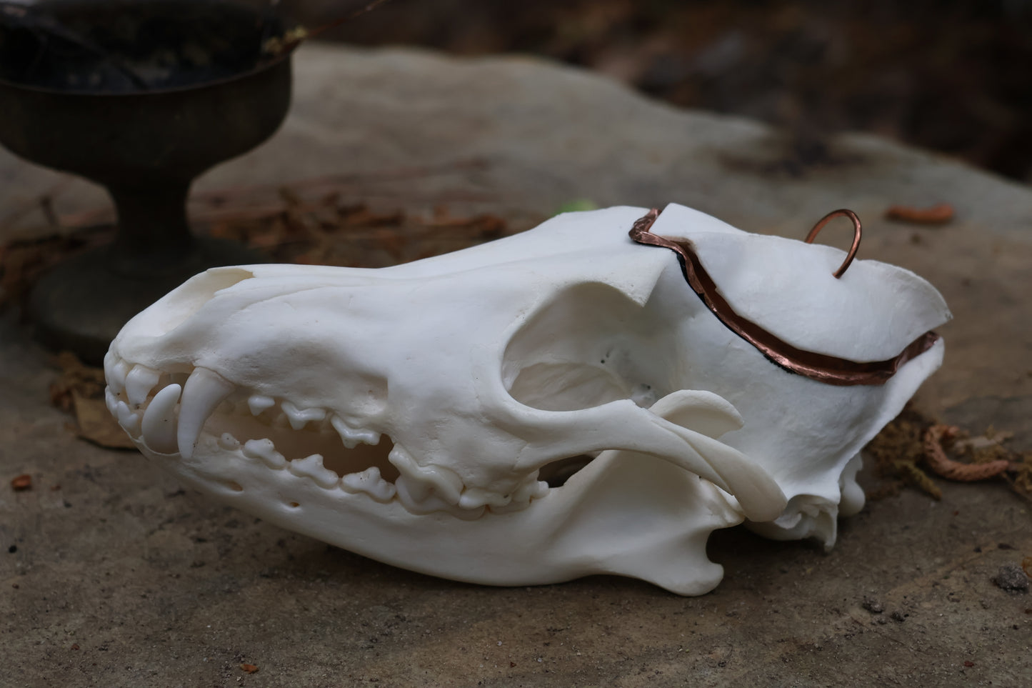 Copper Coyote Skull Offering Bowl