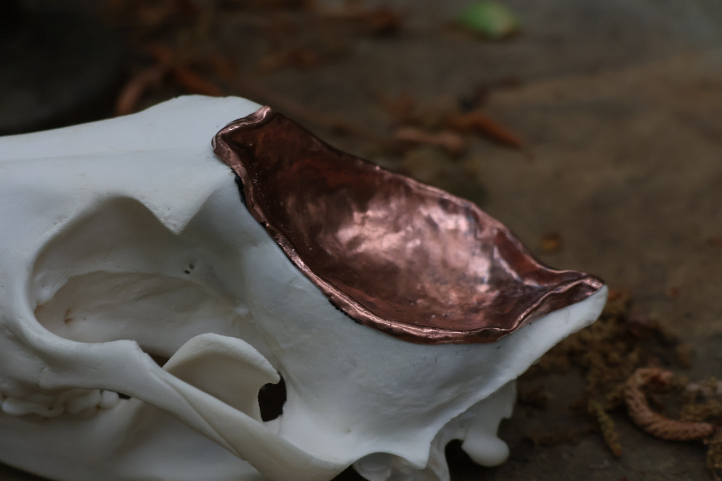 Copper Coyote Skull Offering Bowl