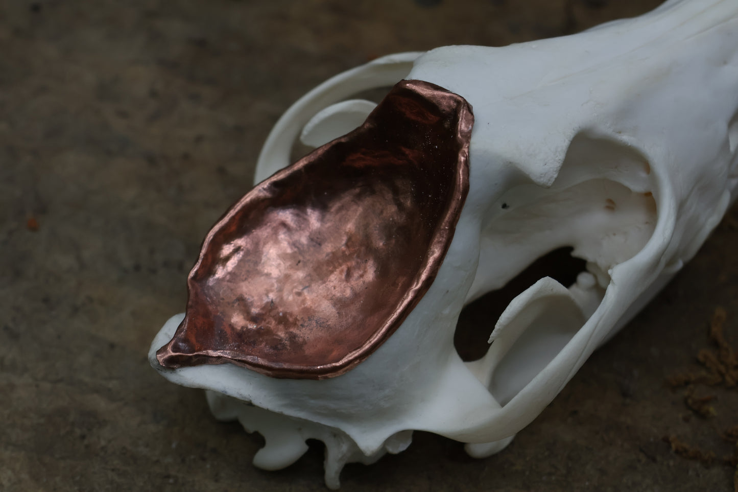 Copper Coyote Skull Offering Bowl