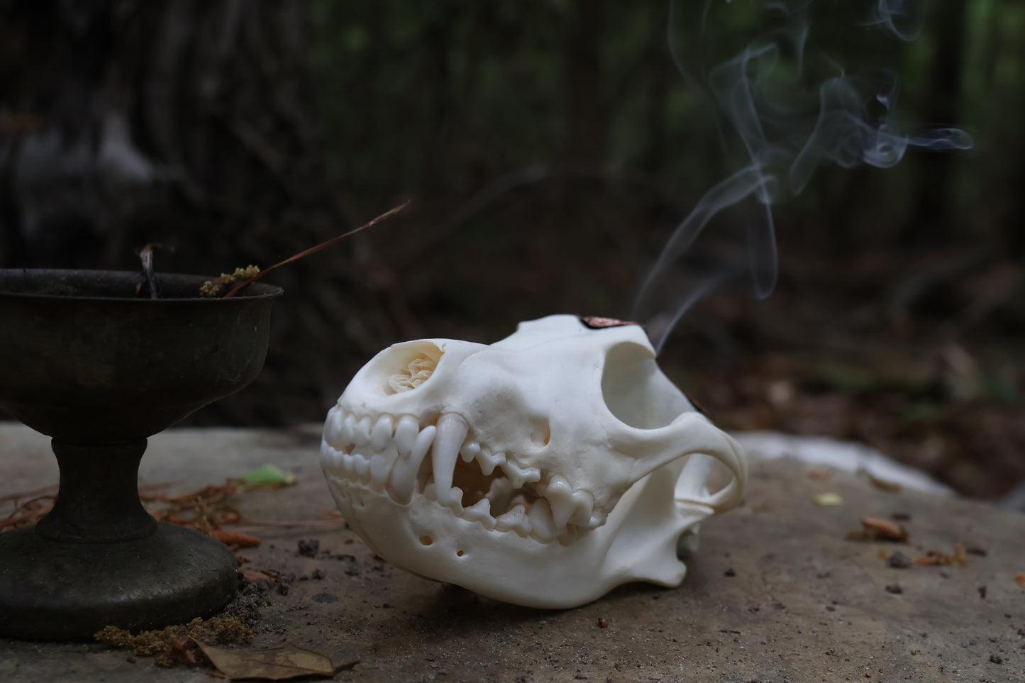 Copper Coyote Skull Offering Bowl
