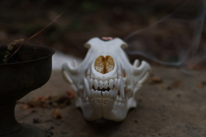 Copper Coyote Skull Offering Bowl