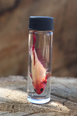 Diaphonized Female Betta Fish