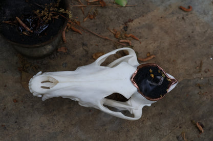 Copper Coyote Skull Offering Bowl