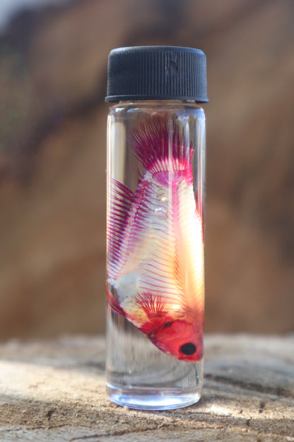Diaphonized Female Betta Fish