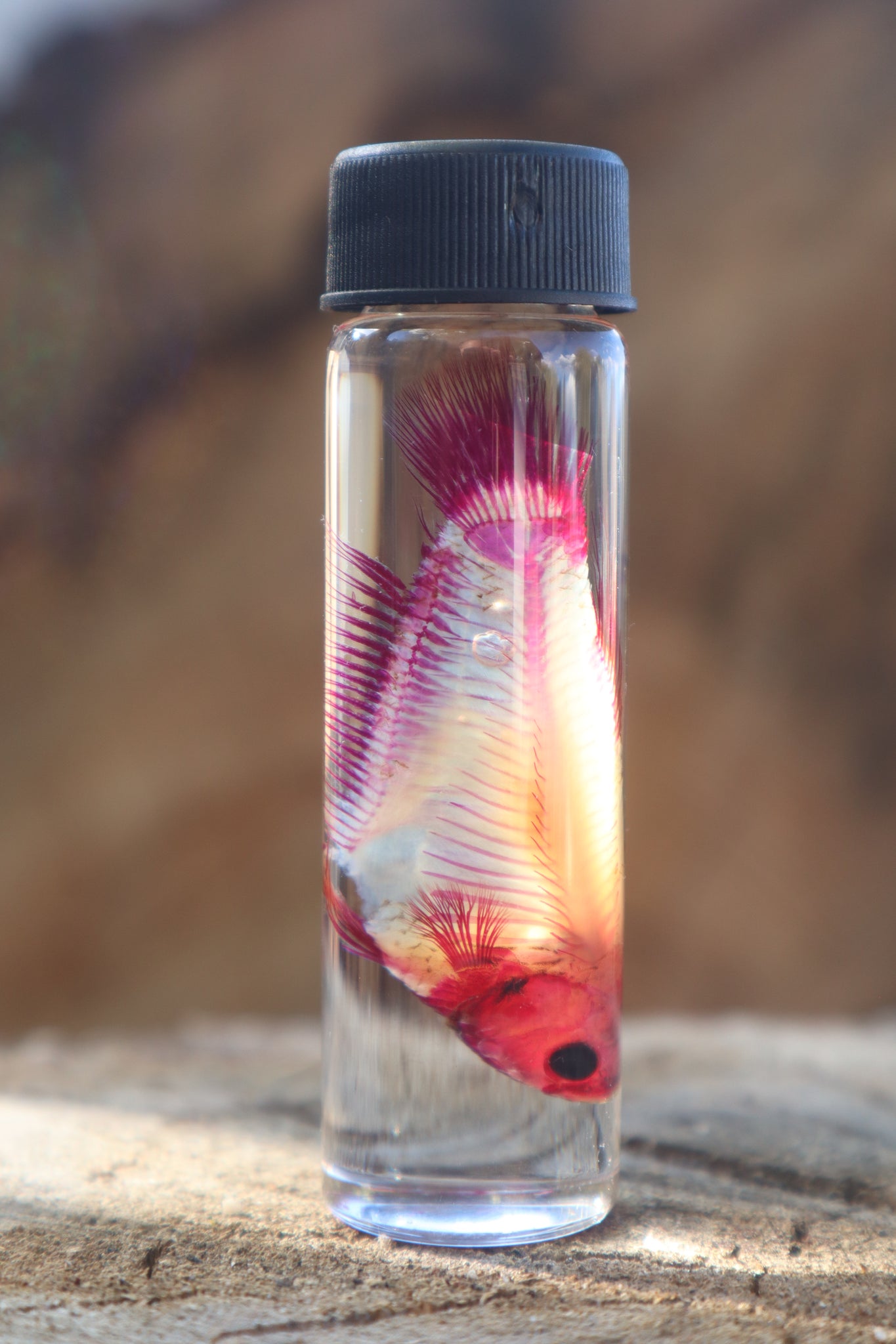 Diaphonized Female Betta Fish