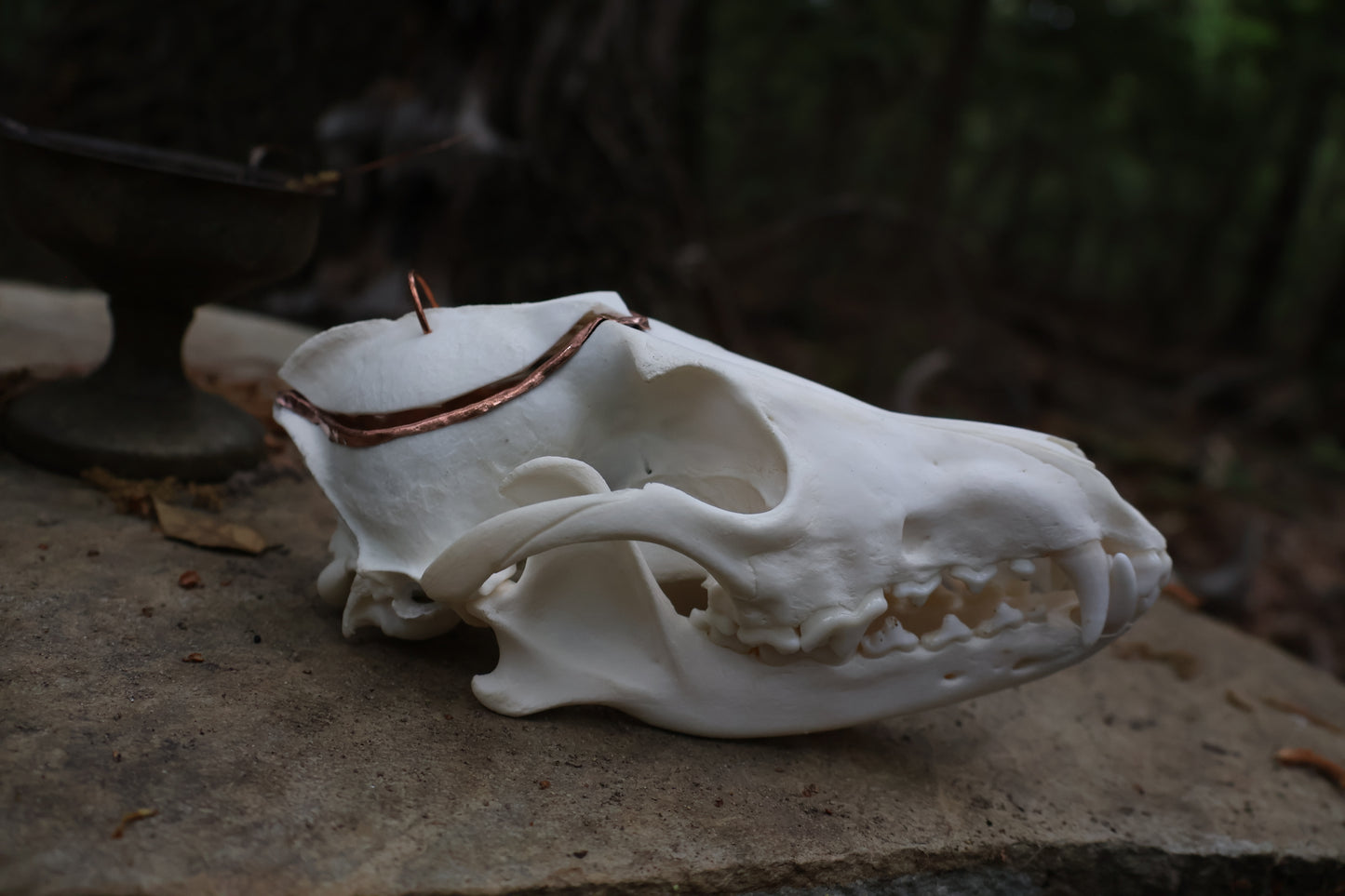 Copper Coyote Skull Offering Bowl