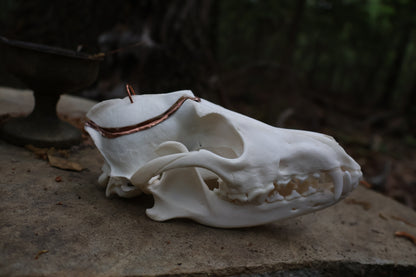 Copper Coyote Skull Offering Bowl