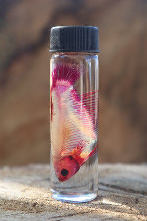 Diaphonized Female Betta Fish