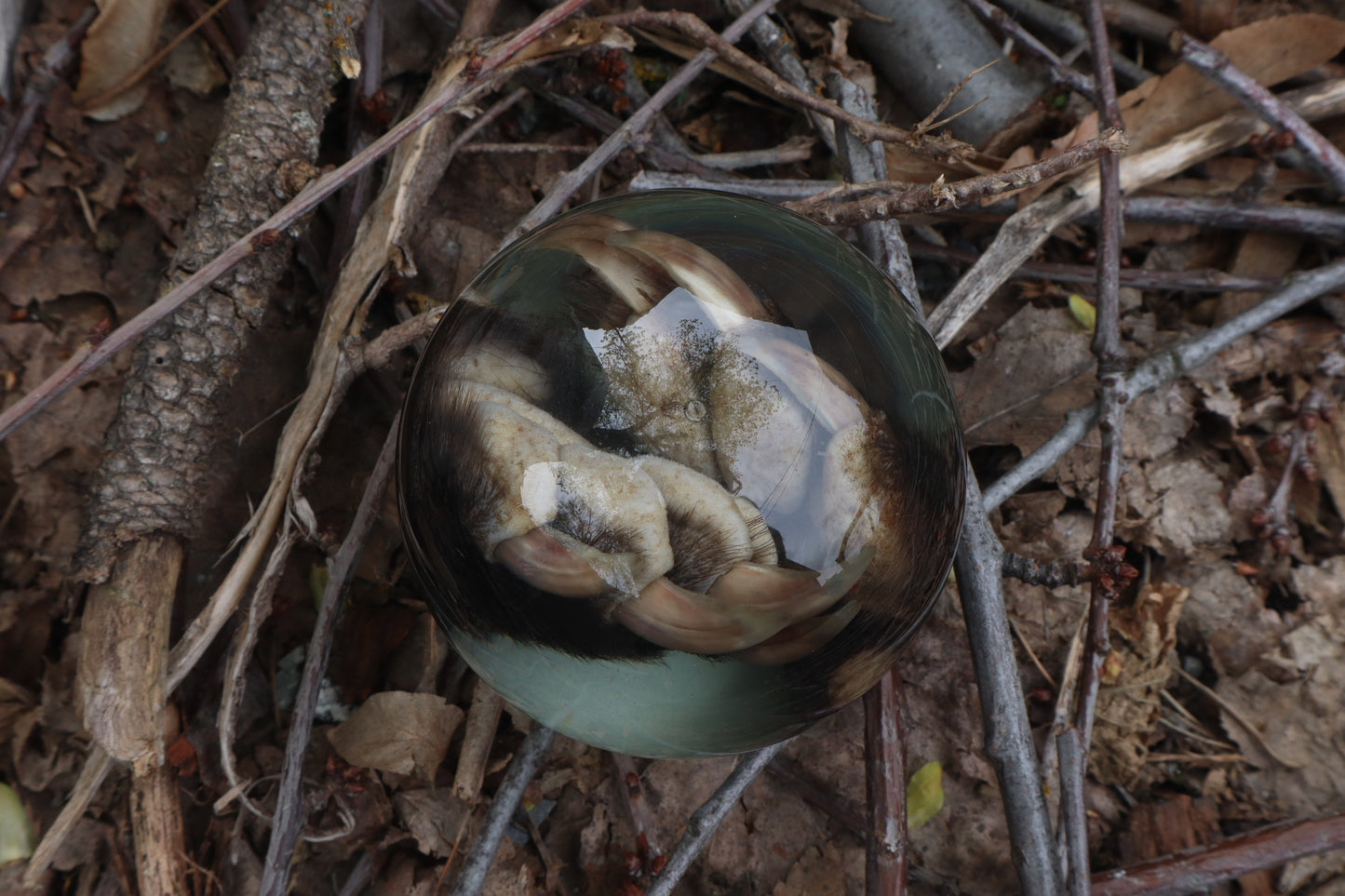 Badger Paw Crystal Ball