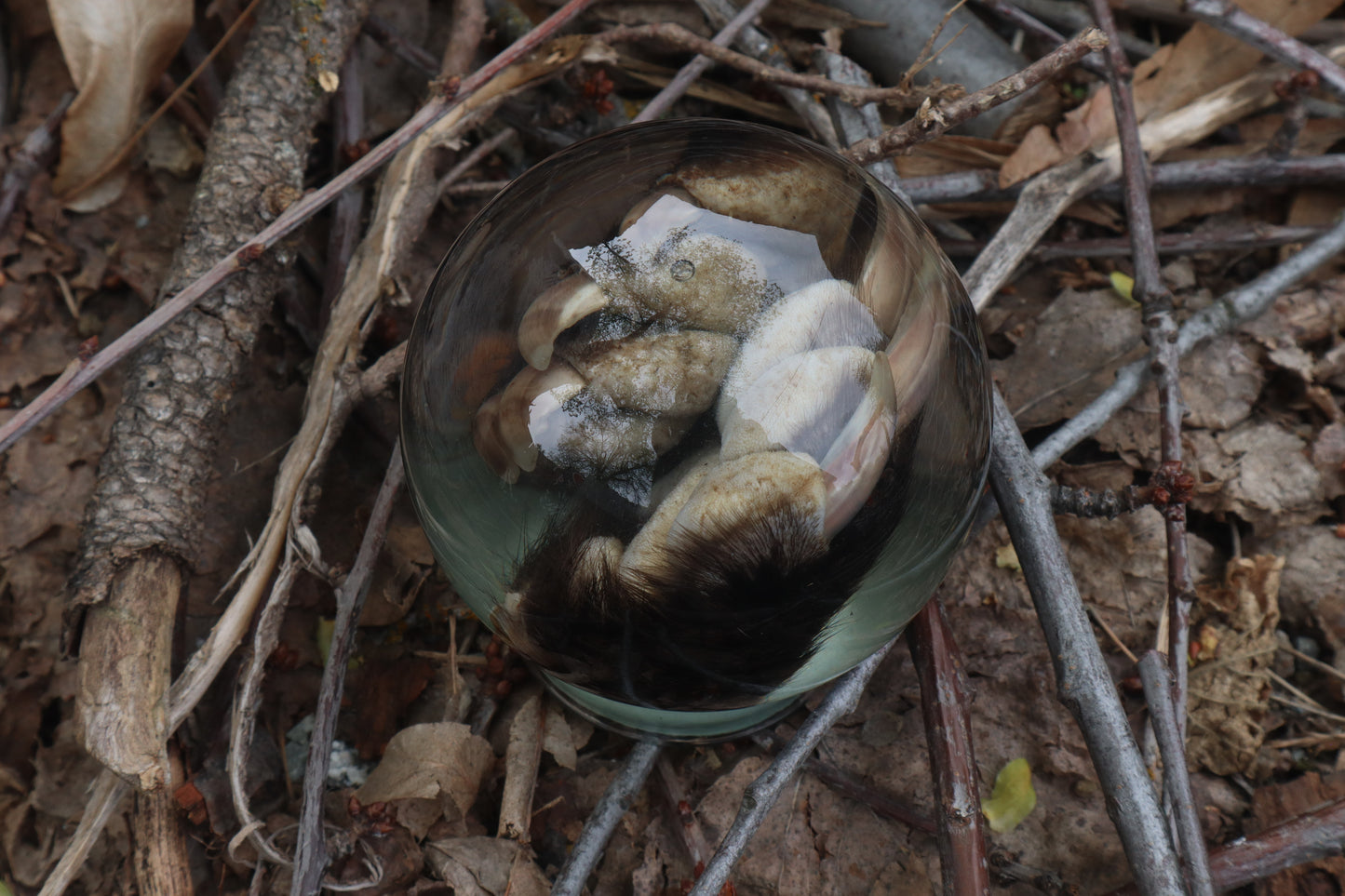 Badger Paw Crystal Ball