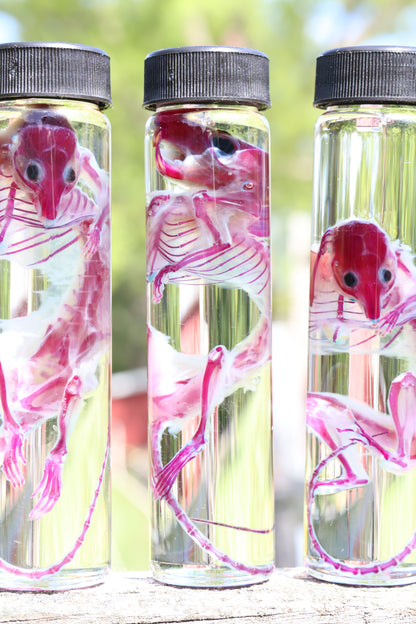 Diaphonized Adult Mouse