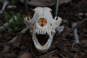 Coyote Skull